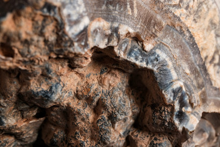 Close-up macro of textured wood burl with swirling grain and earthy tones, showcasing natural knots...