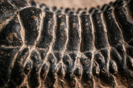 Close-up macro of textured black fossilized ridges and segments with beige matrix, detailed surface...