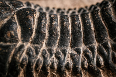 Close-up macro of a segmented fossil or exoskeleton showing repeating ribbed and nodular textures in...