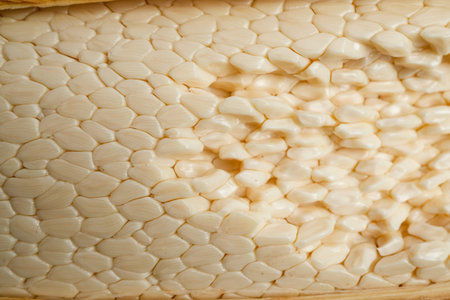 Basra, Iraq - January 21, 2026: Macro Detail Of Fresh White Immature Seeds From Date Palmの写真素材