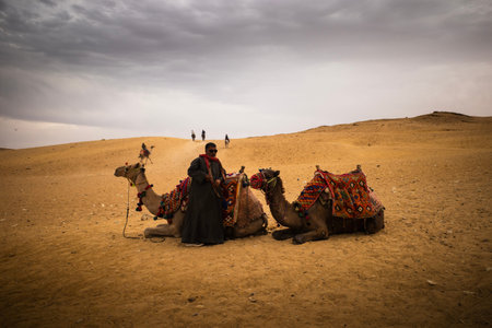 Two decorated camels resting on sandy desert with a man standing between them under cloudy sky; distant people on dunesのeditorial素材