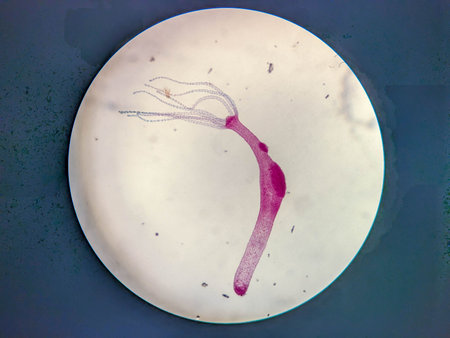 Microscopic Stained Specimen of Chlorohydra Viridissima Showing Symbiotic Algae Presence