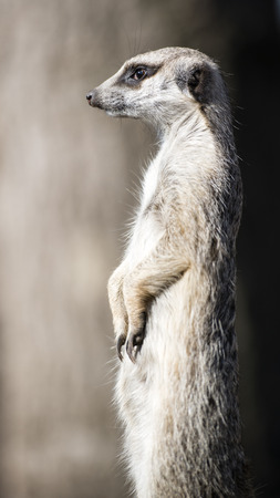 The meerkat or suricate, Suricata Suricatta, is a small carnivoran belonging to the mongoose family (Herpestidae). It is the only member of the genus Suricata. Meerkats live in all parts of the Kalahari Desert in Botswana, in much of the Namib Desert.の写真素材