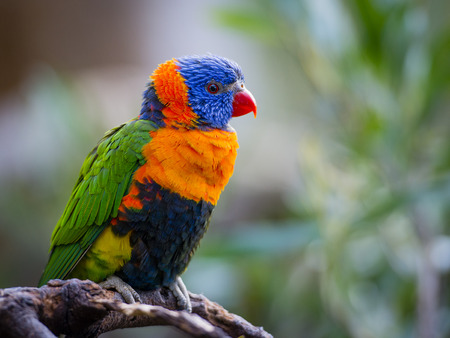 Rainbow Lorikeet have very bright plumage. の写真素材