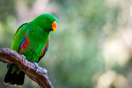 The Eclectus Roratus parrot