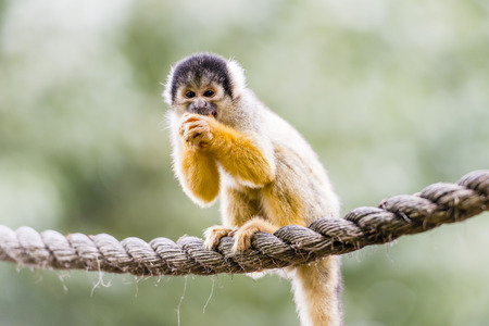 Black-capped squirrel monkey, live in the tropical forests of Central and South America in the canopy layer.の写真素材