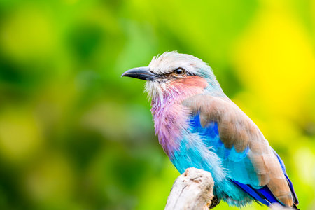 Lilac Breasted Roller birds are distributed in Saharan Africa and the southern Arabian Peninsula....