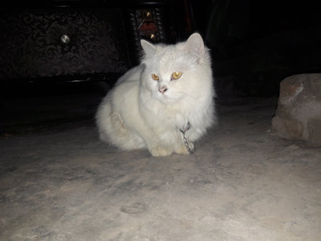 White cat with yellow eyes sits on the floor in the dark.の写真素材