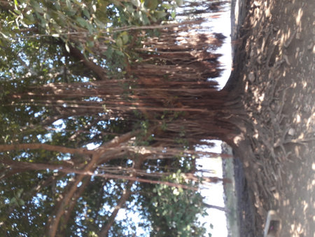 Tree in the park. Nature background. Blur image of tree.の写真素材