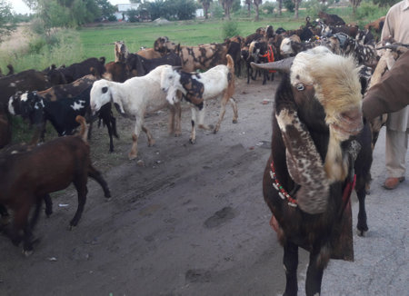 Herd of goats in a village in the middle of the fieldの写真素材