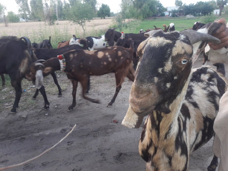Herd of goats on the farm. Goat breeding. Farm animals.の写真素材
