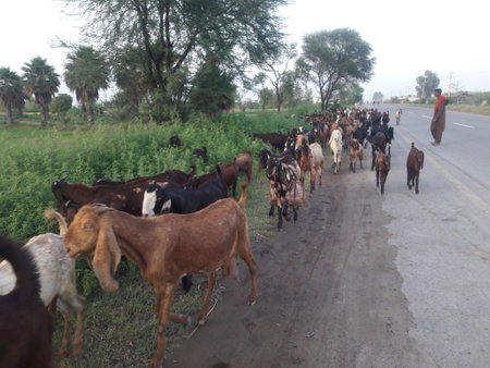 Herd of goats on the road in the rural area of Indiaの写真素材
