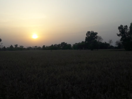 Sunset in the rice field with the trees in the background.の写真素材