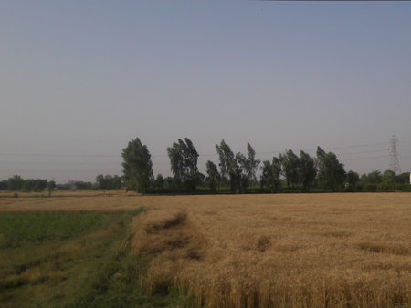 Wheat field and trees in the countryside, closeup of photoの写真素材
