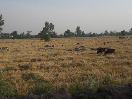 Grazing cows on a field in the countryside of India.の写真素材