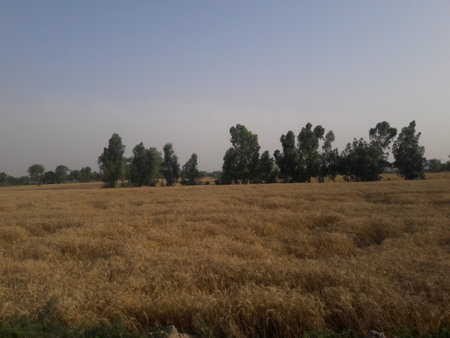 Wheat field with trees and blue sky in the background, Indiaの写真素材