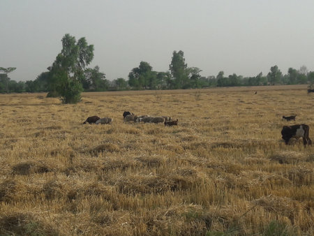 Cows grazing on a field in the Indian state of Rajasthanの写真素材