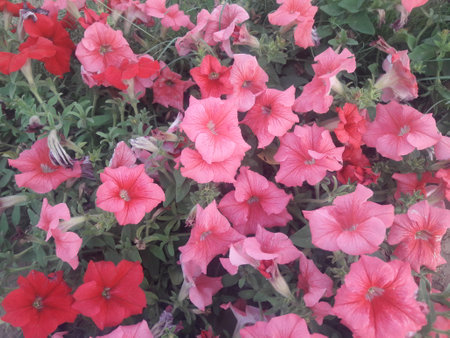 Petunia flowers in the garden. Colorful petunias.の写真素材