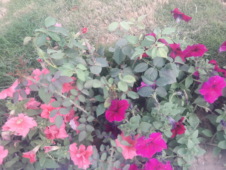 Pink petunia flowers in the garden on the grass, stock photoの写真素材