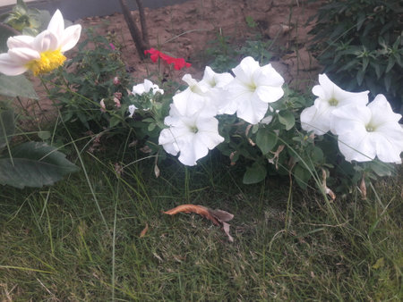 White petunia flowers in the garden with green grass in the backgroundの写真素材