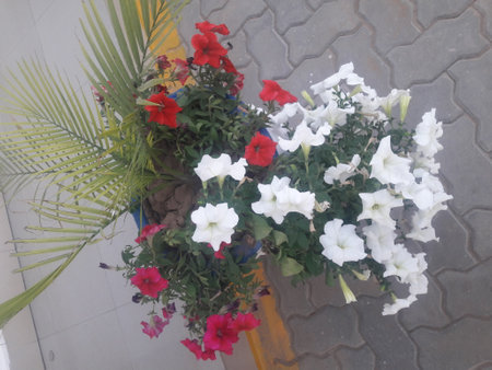 Flower pot with petunia and red and white petuniasの写真素材