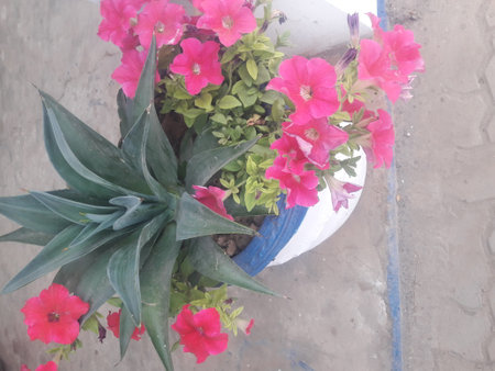 Beautiful pink flowers in a pot on the balcony of the houseの写真素材