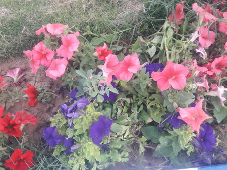 Petunia flowers in the garden with filter effect retro vintage style.の写真素材