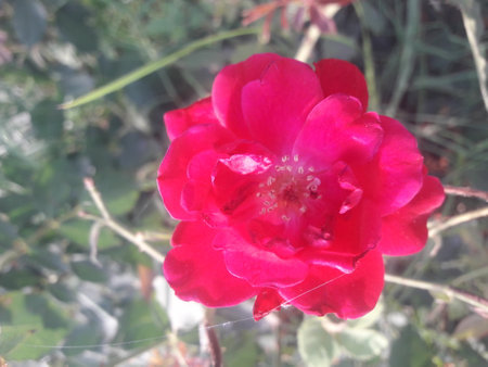 Red rose in the garden with dew drop on the petalsの写真素材