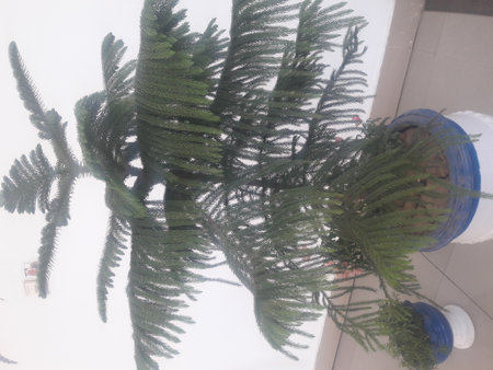 Cactus in a pot hanging on the ceiling of the building.の写真素材