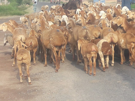 Cows and goats in the middle of the road in Indiaの写真素材
