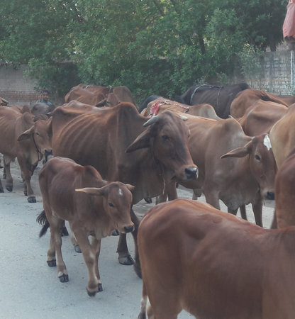 Cows in the street of Jaipur, Rajasthan, Indiaの写真素材