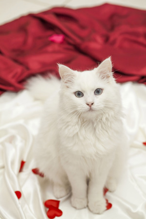 cute white cat with big eyesの写真素材