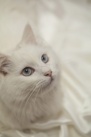 Cute white cat with big and beautiful eyesの写真素材