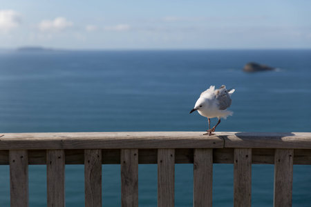 SEAGULLの写真素材