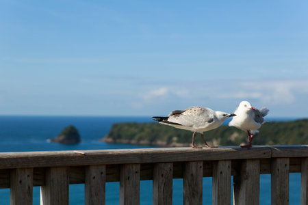 FIGHTING SEAGULLSの写真素材