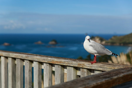 SEAGULLの写真素材