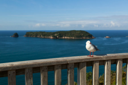 SEAGULLの写真素材