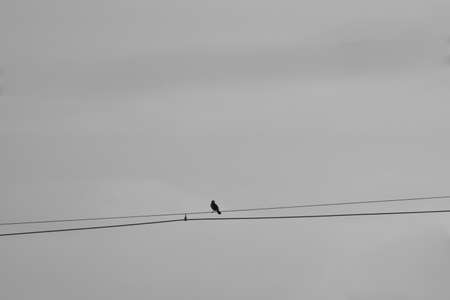 Little bird sitting in the electric wireの写真素材
