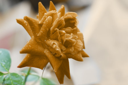 Orange Color Rose Flowerの写真素材