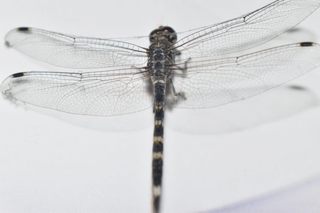 Dragonfly in the closeup shot