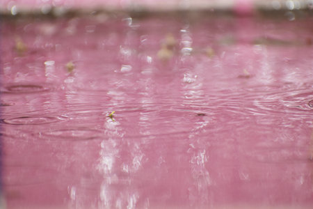 Drop of rain watersの写真素材