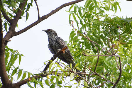 Closeup shot of the cuckoo birdの写真素材