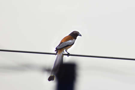 Bird sitting in the wireの写真素材