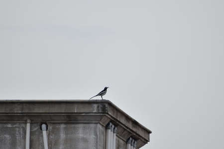 Bird sitting in the top of the buildingの写真素材