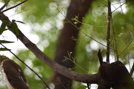 Landscape view of the Neem treeの写真素材