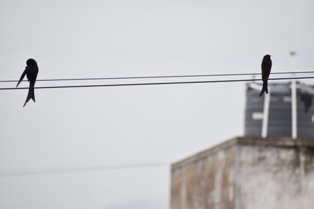 Two Black Drango bird sitting in the treeの写真素材
