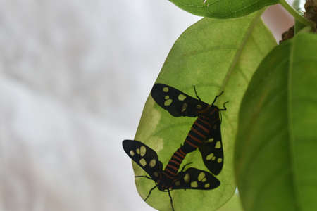 Two Butterfly in the leavesの写真素材