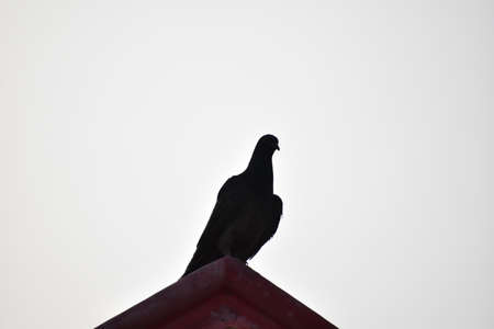 Pigeon sitting in the buildingの写真素材