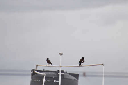 Two birds sitting in the pipeの写真素材