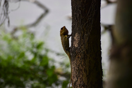 Lizard on the tree in the rainforest of Belize.の写真素材
